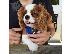 PoulaTo: CAVALIER KING CHARLSE